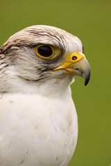 Peregrine Falcon (Falco peregrinus)