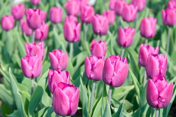 Photo sur Plexiglas Tulipe tulipes