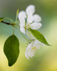 spring flowers of sakura at the tree