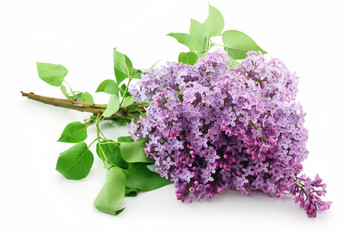 Bunch of Lilac Blossom Isolated on White