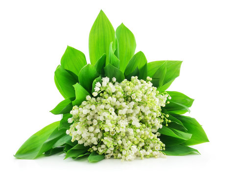 Lily Of The Valley Isolated On White