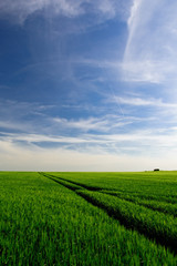 Obraz premium Getreide im Frühling