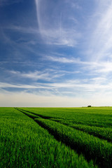 Getreidefeld im Frühling
