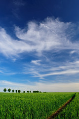 Baumreihe unter sommerlichem Himmel