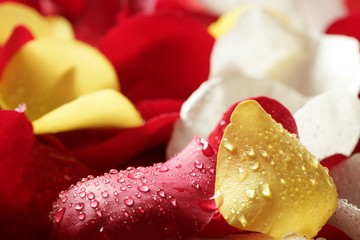 Colorful rose petal pattern wallpaper texture