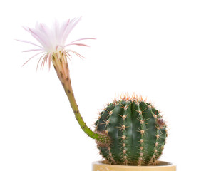 close-up blossoming cactus with white flower © percent