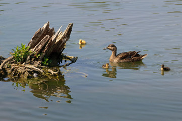 Wildentenfamilie mit zwei Wildentenbabys und einem Hausentenkück