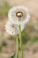 Dandelion's blow ball