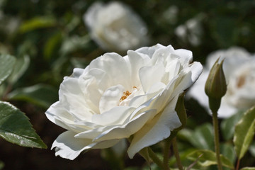 Obraz premium Rosengarten in Changwon, Serie