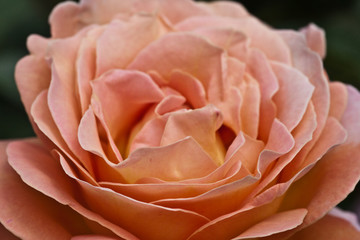 Rosengarten in Changwon, Serie