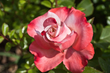 Fototapeta premium Rosengarten in Changwon, Serie
