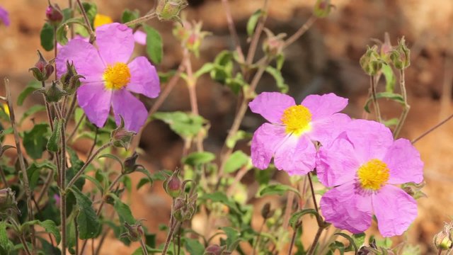 Beautiful wild flowers