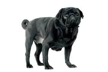 Black Pug posing for the camera on a white background
