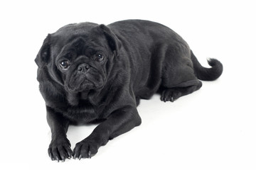 Black Pug posing for the camera on a white background