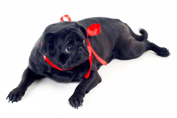 Blac Pug with red bow on neck