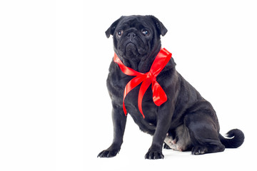 Blac Pug with red bow on neck