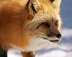 Obraz premium Beautiful Hunter