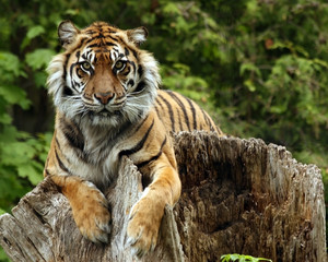 Tiger Tree House