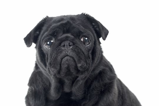 Black Pug posing for the camera on a white background