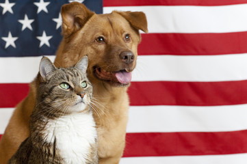 American cat and dog - 14044212