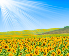 Obraz premium Field of sunflowers