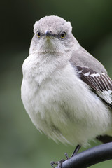 Northern Mockingbird (Mimus polyglottos)