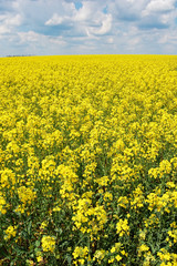 Obraz premium Yellow rape field 5