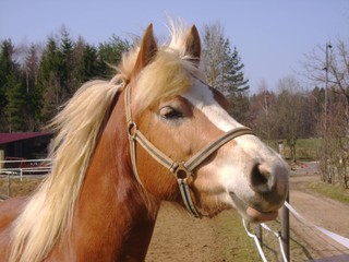 neugieriger Haflinger