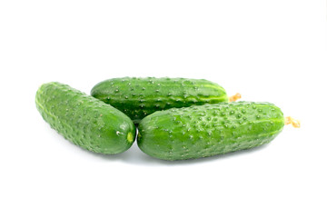 Cucumber