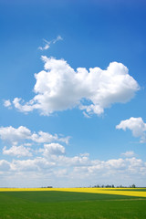 Obraz premium green field