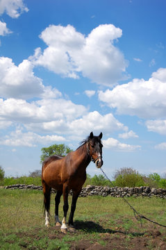 horse at field