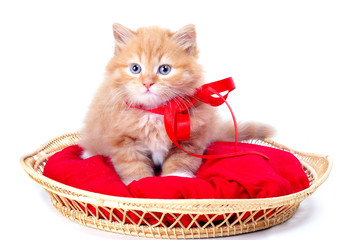 Fototapeta na wymiar Red kittenred ribbon laying in wooden basket with red pillow