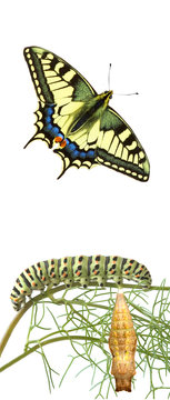 Close up of caterpillar , pupae, and swallowtail butterfly