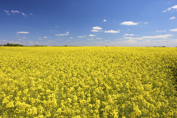 a fresh yellow field of rapeseed in summer with a blue sky - 14046670