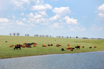 Cows at field 2
