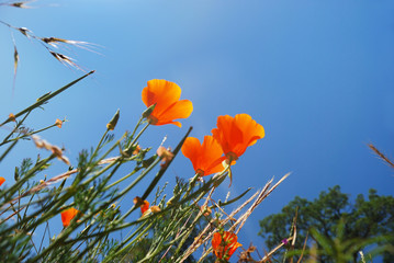 Naklejka premium California Poppies Reaching Sky