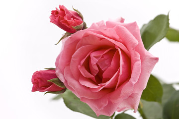 rosa, fiore, boccioli