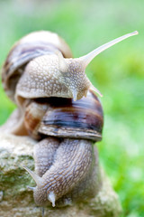 snail on a green grass