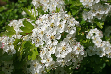 hawthorn bush