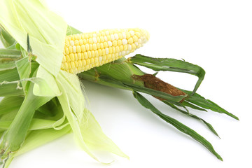 Fresh picked corn
