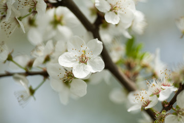 Spring blossom on a tree