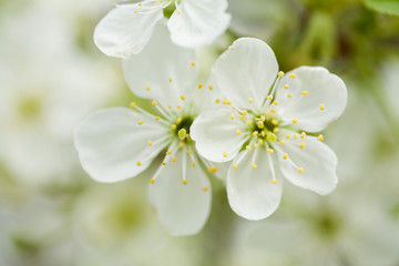 Spring blossom on a tree