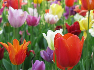 Tulpen