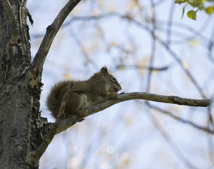 branch squirrel