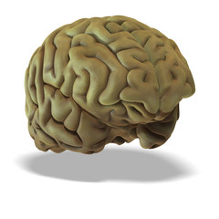 human brain