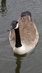 Canada Goose