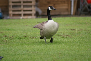 Canada Goose