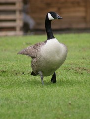 Canada Goose