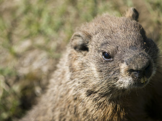 sweet marmot looking