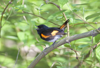 American Redstart (setrophaga ruticilla)